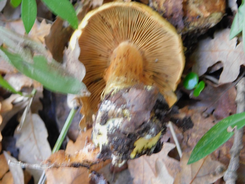 12 Fotogr il 18.12.2021 sotto Leccio